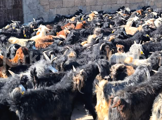 Antalyadaki At ciftligimize bizimle calışacak işten anlayan seyis arkadaş aranıyor