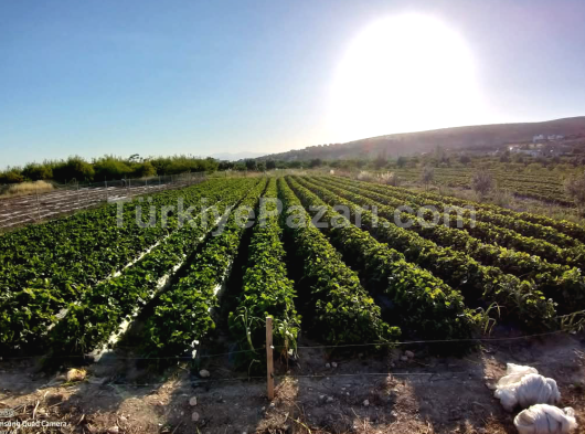 Atayurt( tekir) mahallesinde kiralık 900mt2 arsa 