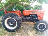 Full orjinal italyan aygırı