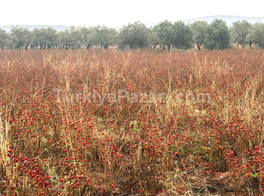 MANİSA SARUHANLI KOLDERE DE TEK TAPU SATILIK TARLA