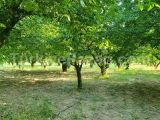 Manisa Turgutlu
