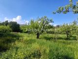 TURASAN EMLAK'TAN | SATILIK 5.743.51m² ELMA BAHÇESİ