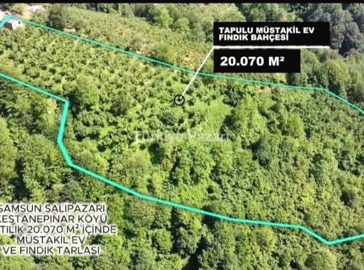 SAMSUN SALIPAZARI 20 DÖNÜM SATILIK FINDIKLIK VE MÜSTAKİL TAPULU EV