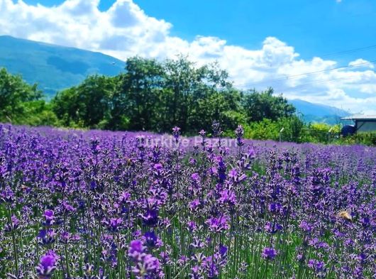 Bursa Nilüfer Çaylı Badırga imar sınırında satılık iki dönüm tek tapu tarla