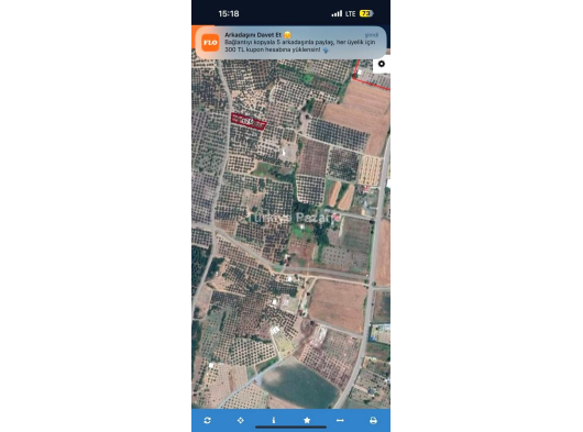 Bursa Mudanya Çekrice Köyü Satılık Tek Tapu Zeytinlik