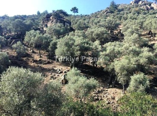 AYDIN KARPUZLU ALEYHAN YOLU OLAN MÜSTAKİL TAPULU ZEYTİNLİK 2502 M2