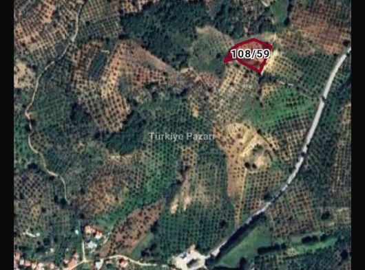 edremit  çamcı fırsat muhteşem 3.6 dönüm zeytinlik