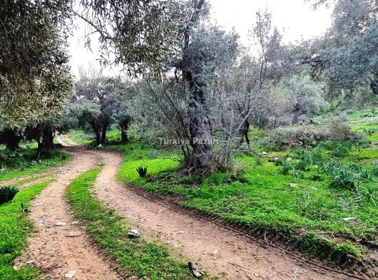 2001 Volkswagen Bora – Comfortline   Araba benzin + LPG’li