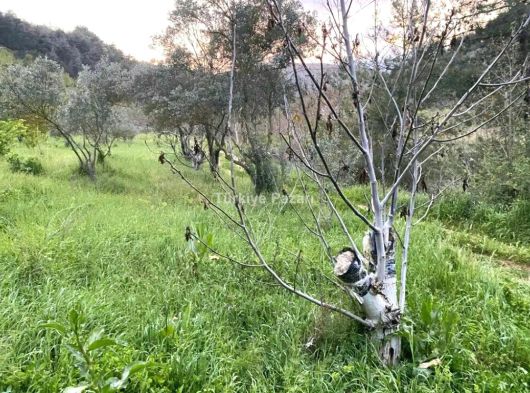 12680 mt tapuda kağgir ev diye kayitli