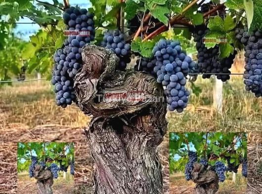 ‼️İzmir Menderes ahmetbeyli mah nar portakal mandalina bahçesi ‼️su elektrik aktif 