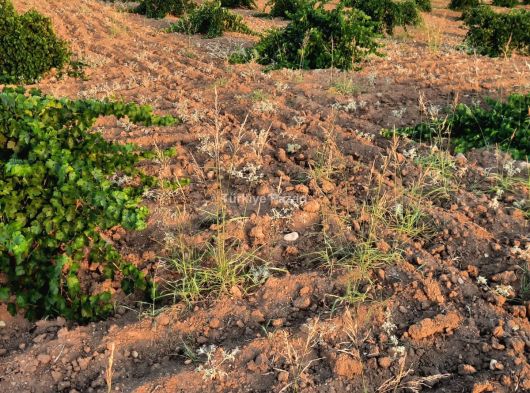 KIRKLARELİ KAYALI KÖYÜN ACİLEN SATILIK ÇİFTLİK 72500 m2 DİR