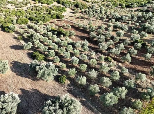 MENDERES ATAKÖY TEK TAPU 2500 M2 ARAZİ