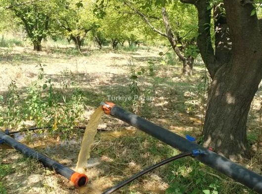 Manisa Turgutlu satılık 4500m² erik bahçesi