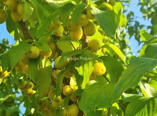  ✅4 KATLI ✅YAZLIK KONYAALTI GEYİKBAYIRI ANTALYA