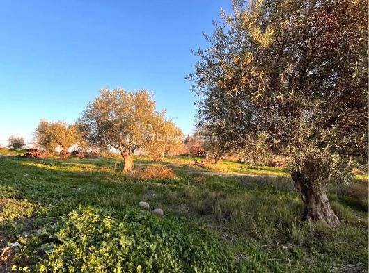 Manisa Halıtlı Mah. Satılık Tarla