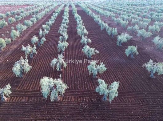 Kilis merkez akcabaglar satılık zeytinlik kupon arazi müstakil tapulu 5500 m² fiyat şok