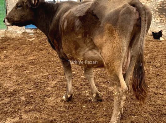 13 lü merdaneli elmaksan kaz ayağı