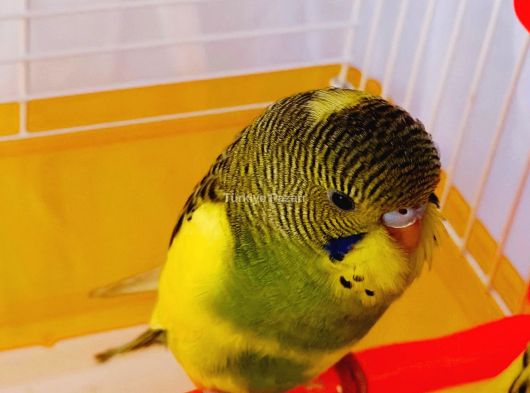 YAVRU 3 AYLIK ERKEK ELE GELİR ALİSTİRMALİK MUHABBET KUŞU 