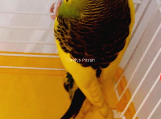 MASOR HAKAN İZMİR VE ÇEVRESİNDE BAYANLARA SKOLYOZ TEDAVİSİ GENEL MASAJ HİZMETİ  5056012079