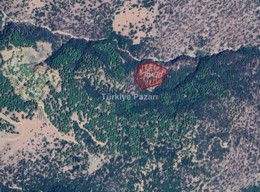 KOMİSYONSUZ BOZDOĞAN KAVAKLI DA 6.378 M2 ZEYTİNLİK