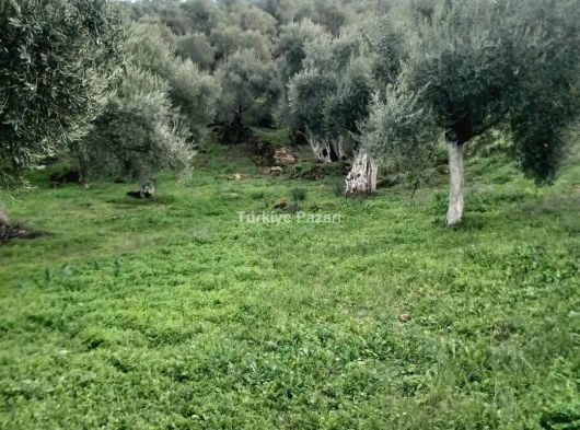 AYDIN MERKZ KÖŞK MÜKEMMEL DÜZ ARAZİ MÜSTAKİL TEK TAPU 150 ZEYTİN AĞACI VAR 6 BUCUK DÖNÜM