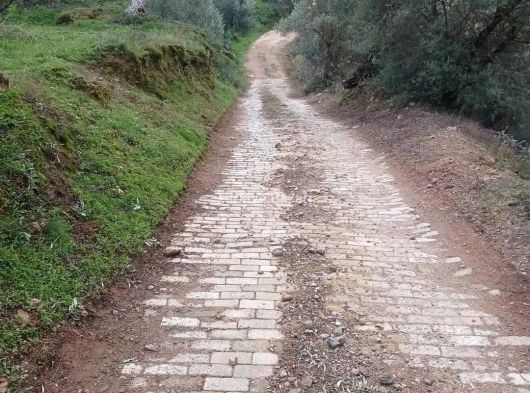 AYDIN MERKZ KÖŞK MÜKEMMEL DÜZ ARAZİ MÜSTAKİL TEK TAPU 150 ZEYTİN AĞACI VAR 6 BUCUK DÖNÜM