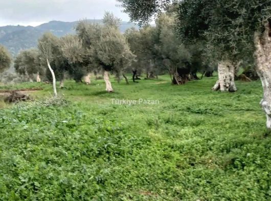 AYDIN MERKZ KÖŞK MÜKEMMEL DÜZ ARAZİ MÜSTAKİL TEK TAPU 150 ZEYTİN AĞACI VAR 6 BUCUK DÖNÜM