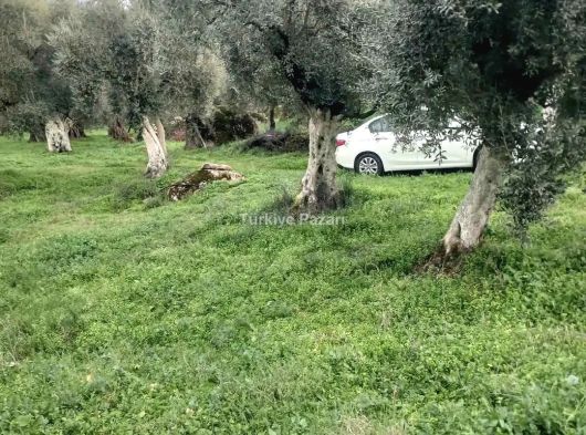 AYDIN MERKZ KÖŞK MÜKEMMEL DÜZ ARAZİ MÜSTAKİL TEK TAPU 150 ZEYTİN AĞACI VAR 6 BUCUK DÖNÜM