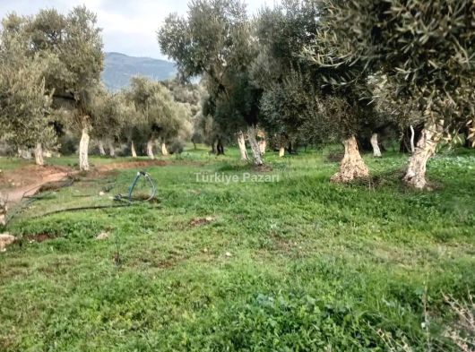 AYDIN MERKZ KÖŞK MÜKEMMEL DÜZ ARAZİ MÜSTAKİL TEK TAPU 150 ZEYTİN AĞACI VAR 6 BUCUK DÖNÜM