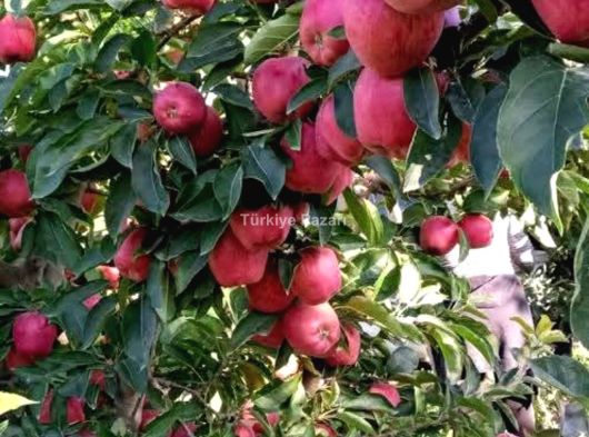 2.838 M2 MEYVE BAHÇESİ SATILIK