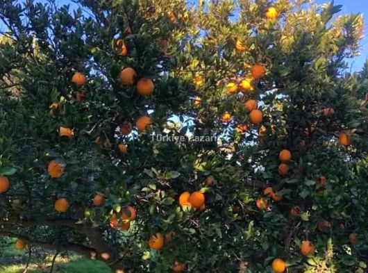 AYDIN / NAZİLLİ – HAMZALLI MAHALLESİNDE SATILIK MEYVE BAHÇESİ & TARLA FİYATTT DÜŞTÜ