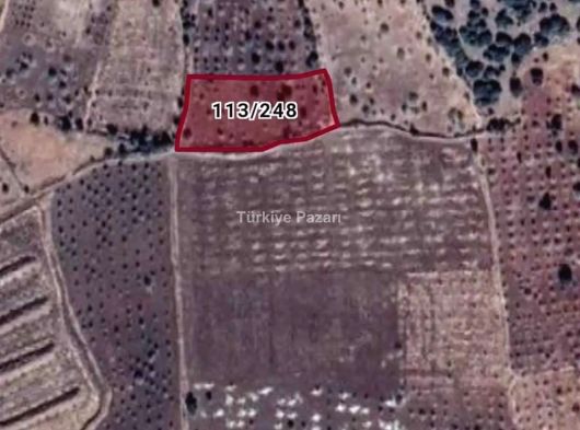 Muhteşem fıstık bahçesi 30 tane verimli Gaziantep Nizip tanırmevki