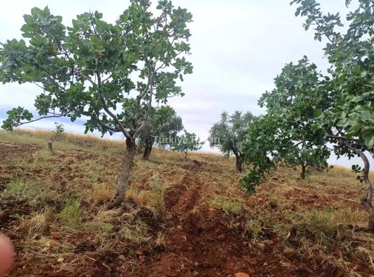 Muhteşem fıstık bahçesi 30 tane verimli Gaziantep Nizip tanırmevki