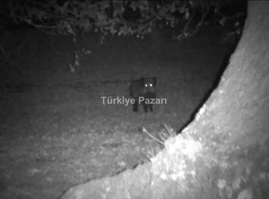 GECE GÖRÜŞ DÜRBÜNÜ