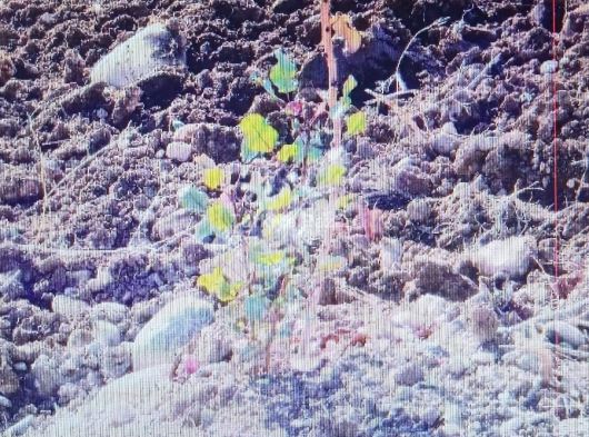 Siirt  Merkez  Ulus  Mahallesi toprağı verimli içinde suyu olan yatırımlık fıstık bahçesi 44 dönümlük fıstık bahçesi içi satılıktır.