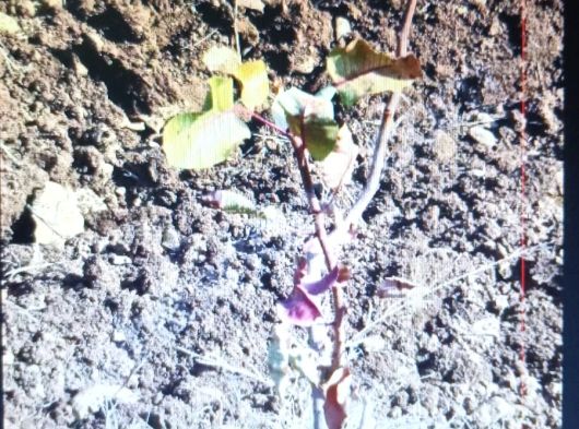 Siirt  Merkez  Ulus  Mahallesi toprağı verimli içinde suyu olan yatırımlık fıstık bahçesi 44 dönümlük fıstık bahçesi içi satılıktır.
