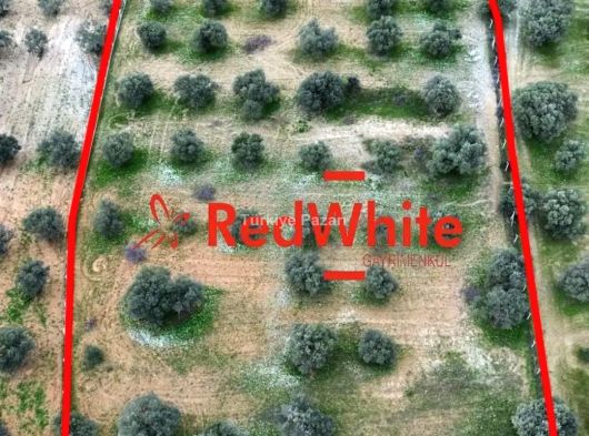 Kuşadası Değirmendere Satılık Zeytinlik