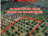 Kuşadası Değirmendere Satılık Zeytinlik
