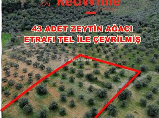 Kuşadası Değirmendere Satılık Zeytinlik