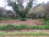 Aydın emırdoğanda 976m2 Köy içi yerimiz satılık