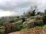 Aydın emırdoğanda 976m2 Köy içi yerimiz satılık
