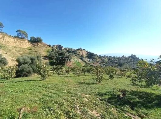 Aydın Nazilli Bozyurt Mahallesi 25 DÖNÜM İncir & Zeytin Bahçesi