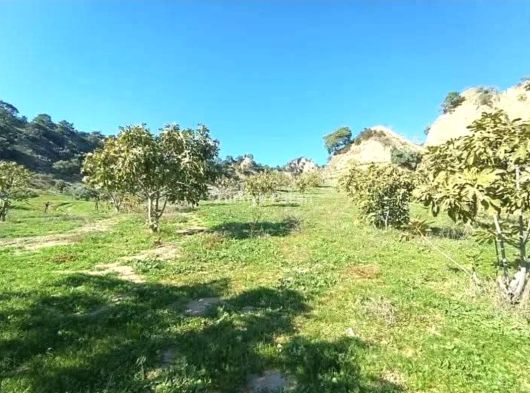 Aydın Nazilli Bozyurt Mahallesi 25 DÖNÜM İncir & Zeytin Bahçesi