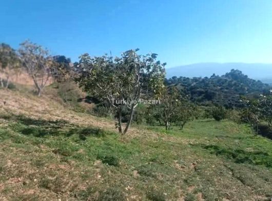 Aydın Nazilli Bozyurt Mahallesi 25 DÖNÜM İncir & Zeytin Bahçesi