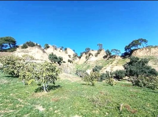 Aydın Nazilli Bozyurt Mahallesi 25 DÖNÜM İncir & Zeytin Bahçesi