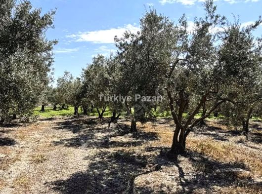 BURSA NİLÜFER GÖLYAZI'DA 1435 M2 TEK TAPU SATILIK FIRSAT ZEYTİNLİK