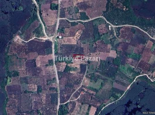 BURSA NİLÜFER GÖLYAZI'DA 1435 M2 TEK TAPU SATILIK FIRSAT ZEYTİNLİK