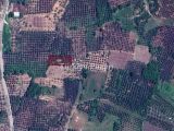 BURSA NİLÜFER GÖLYAZI'DA 1435 M2 TEK TAPU SATILIK FIRSAT ZEYTİNLİK