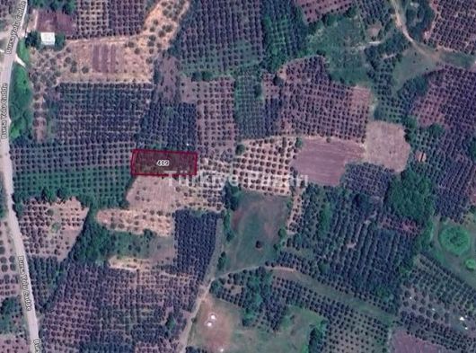 BURSA NİLÜFER GÖLYAZI'DA 1435 M2 TEK TAPU SATILIK FIRSAT ZEYTİNLİK