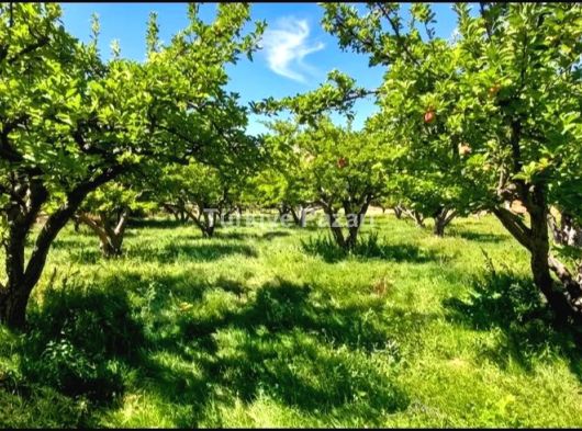 TURASAN EMLAK'DAN | BADEMDERE'DE YOLA SIFIR, ELEKTRİKLİ, 16 DÖNÜM MEYVE